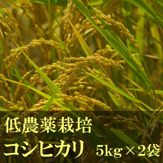 【蛍まい研究会】千葉県産 低農薬栽培コシヒカリ5kg袋ｘ2