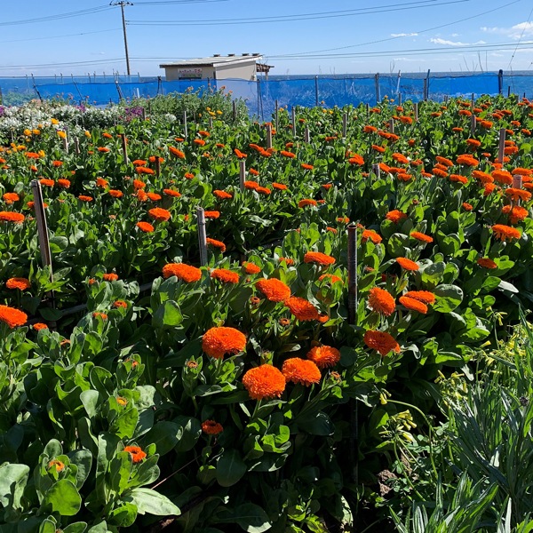 【デルフィーナ】カレンデュラドライハーブ＆ソース＆ドレッシングセット