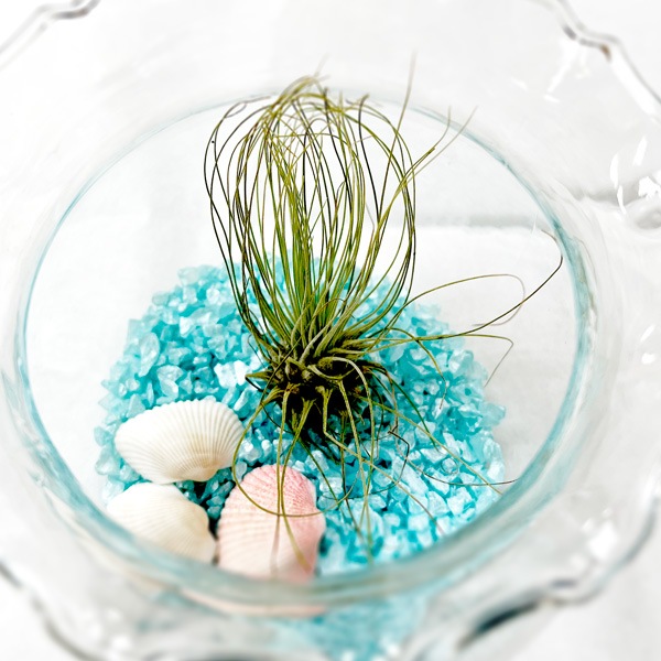 おまかせエアプランツプラ鉢