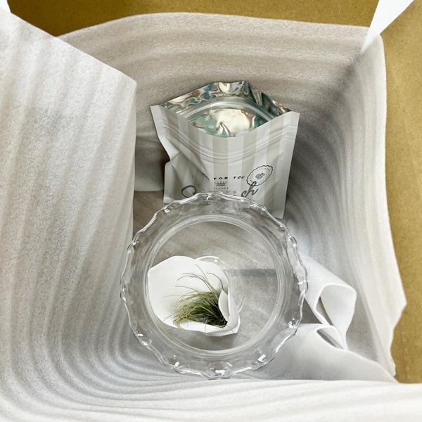 おまかせエアプランツプラ鉢