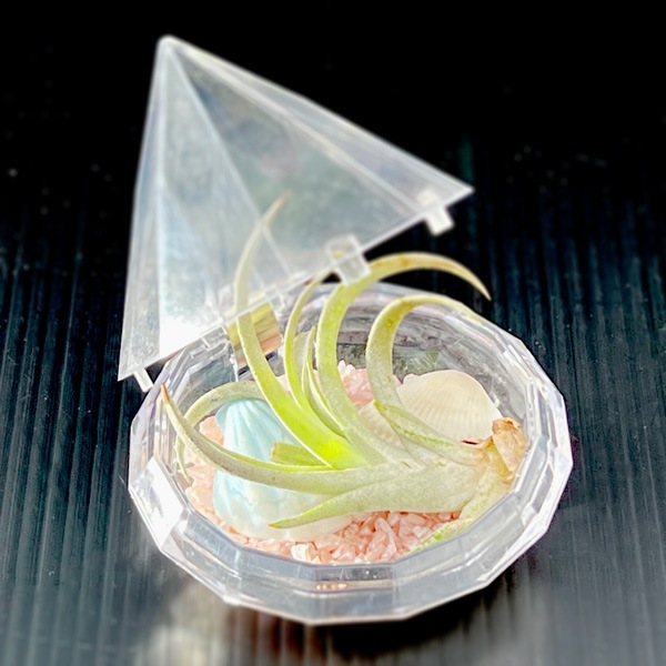 キラキラジュエルボックス(エアプランツ)