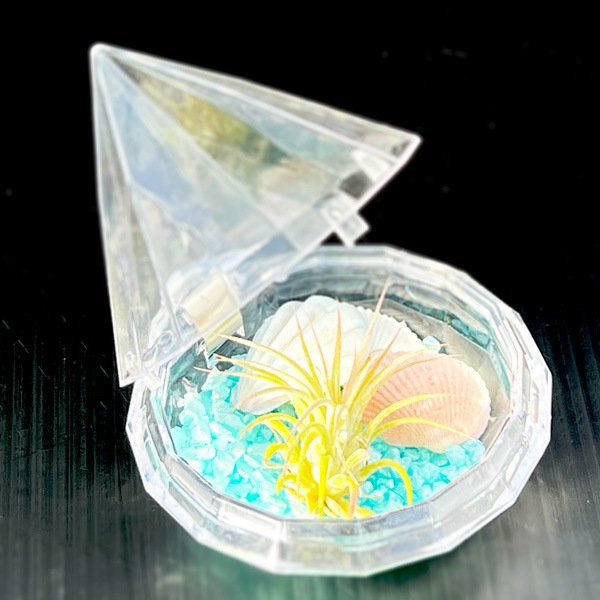 キラキラジュエルボックス(エアプランツ)