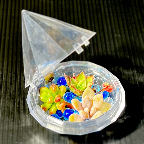 【送料無料】キラキラジュエルボックス(多肉植物)