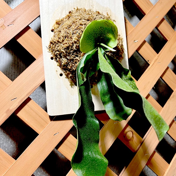 コウモリラン・ビフルカツム板付け