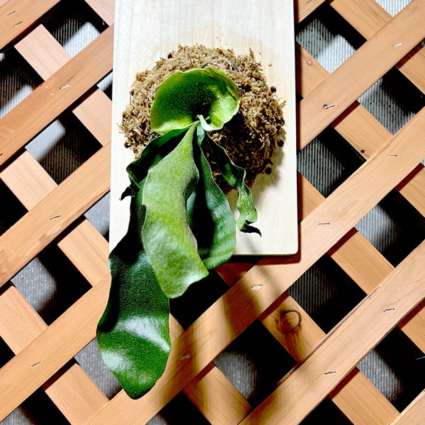 コウモリラン・ビフルカツム板付け