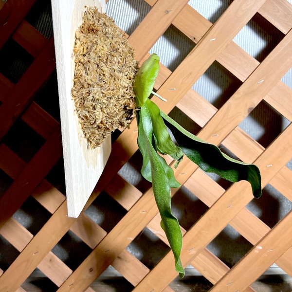 コウモリラン・ビフルカツム板付け