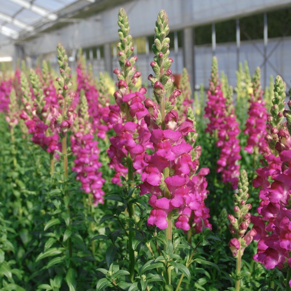 【送料無料】南房総フラワーギフト