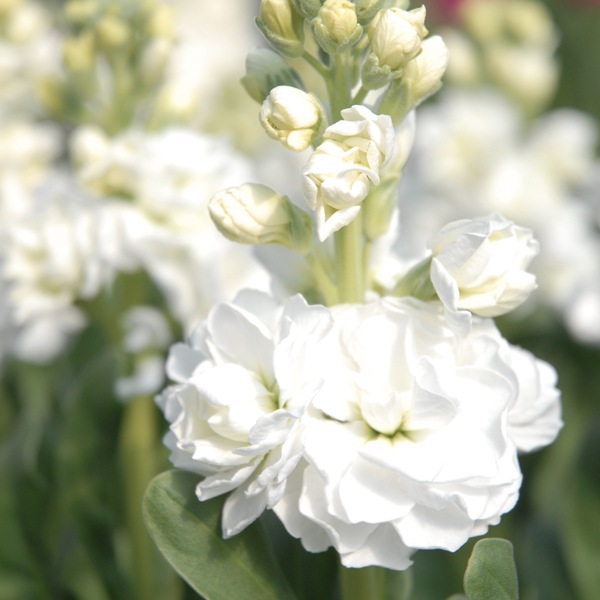 【送料無料】南房総フラワーギフト