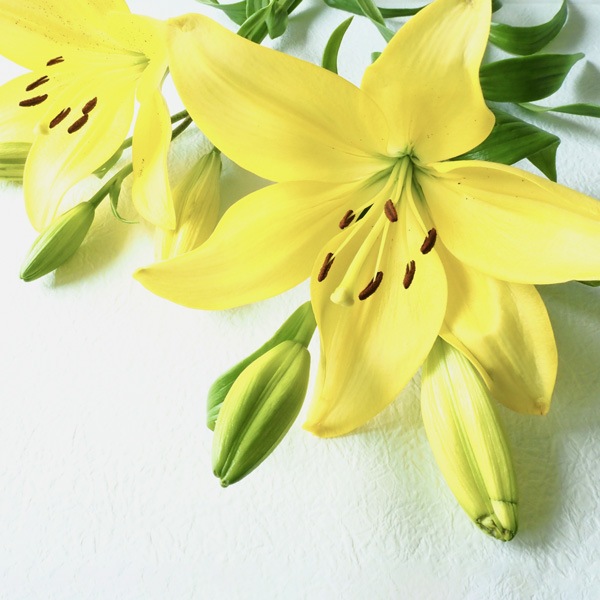 【送料無料】南房総フラワーギフト