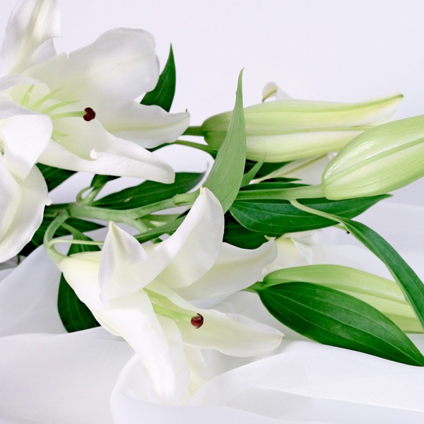 【送料無料】南房総フラワーギフト