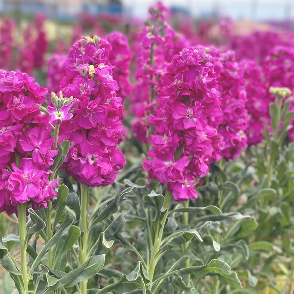 【送料無料】南房総フラワーギフト