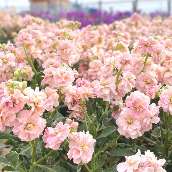 【送料無料】南房総フラワーギフト