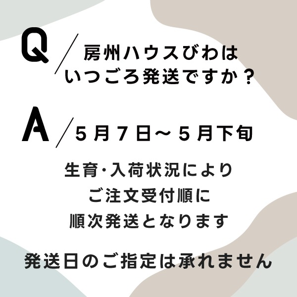 房州ハウスびわ3L（1箱：12粒入）