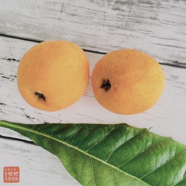 【母の日】生花ミニアレンジ付 房州ハウスびわ2Lギフト