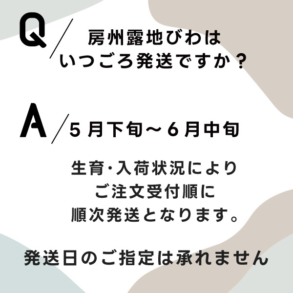 房州露地びわ2L（1箱：12粒入）