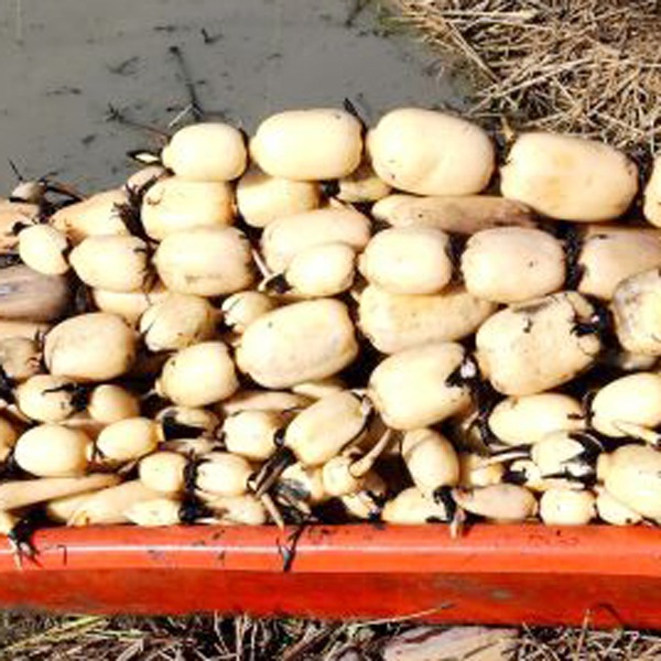 【高橋れんこん】鴨川サラダれんこんパウダー100gｘ4袋