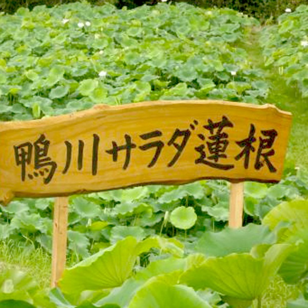 【高橋れんこん】鴨川サラダれんこんパウダー100gｘ4袋