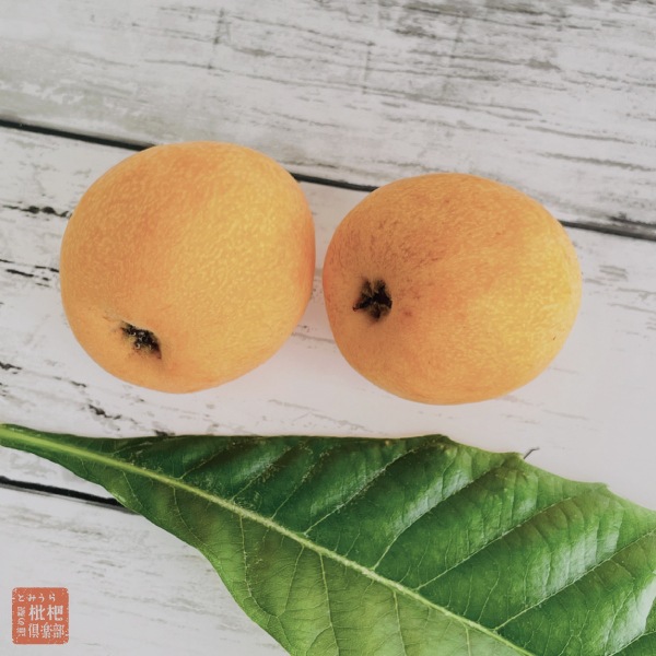 【母の日】房州ハウスびわ2Lギフト