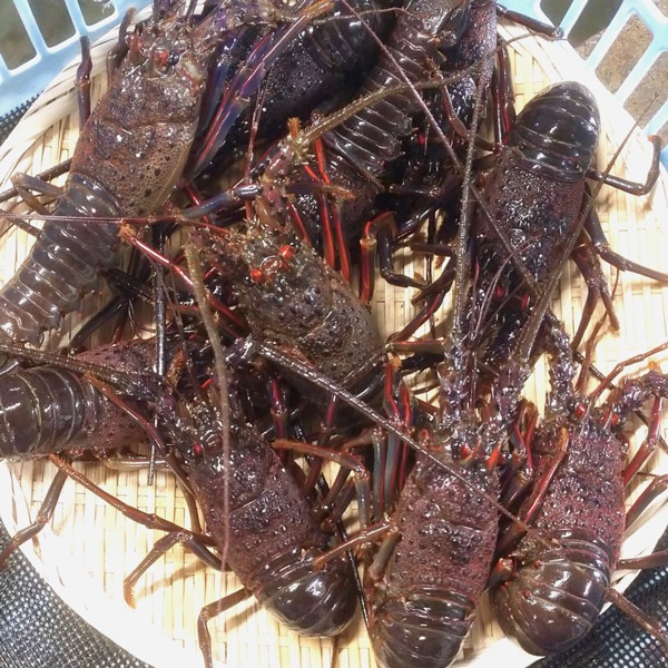 【東安房漁協】房州産天然活伊勢海老 約2kg((7~13尾)