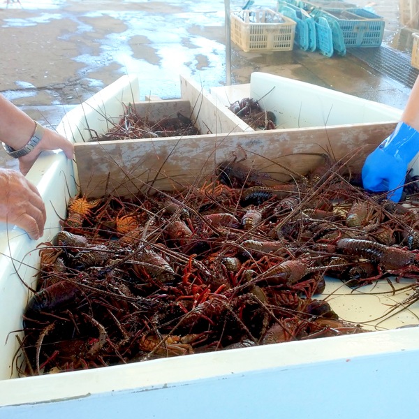 【東安房漁協】房州産天然活伊勢海老 約2kg((7~13尾)