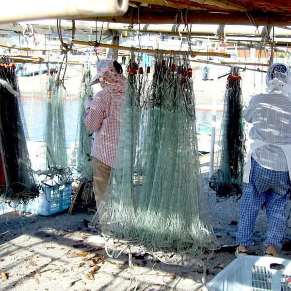 【東安房漁協】房州産天然活伊勢海老 約2kg((7~13尾)