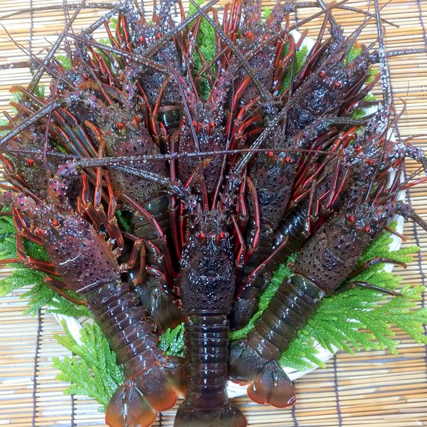 【東安房漁協】房州産天然活伊勢海老 約2kg((7~13尾)