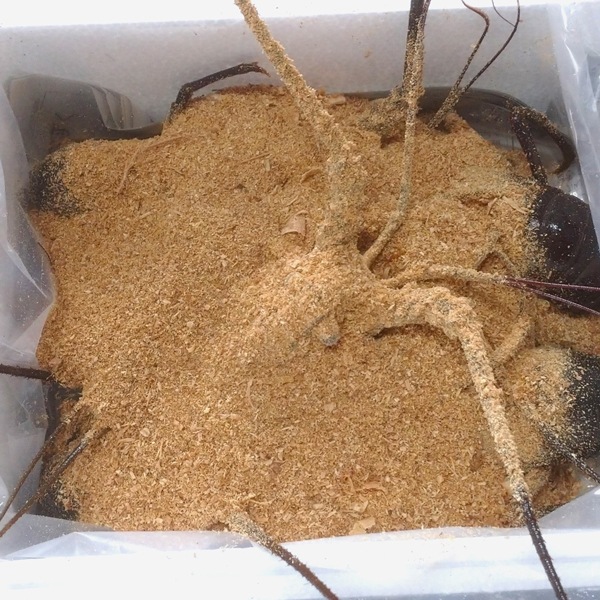 【東安房漁協】房州産天然活伊勢海老 約2kg((7~13尾)