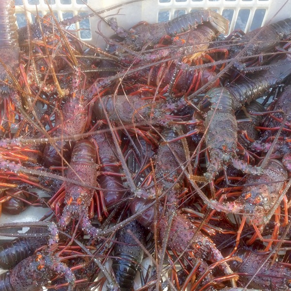 【東安房漁協】房州産天然活伊勢海老 約2kg((7~13尾)