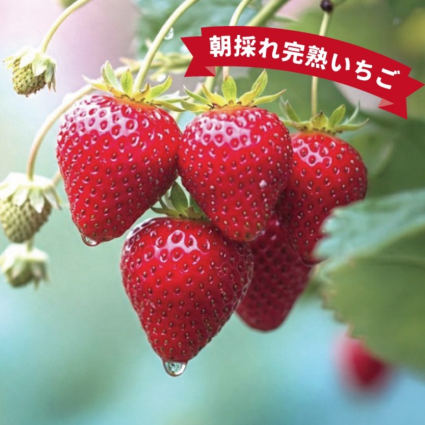 南房総市産 完熟いちご食べ比べセット（4パック2品種以上入）