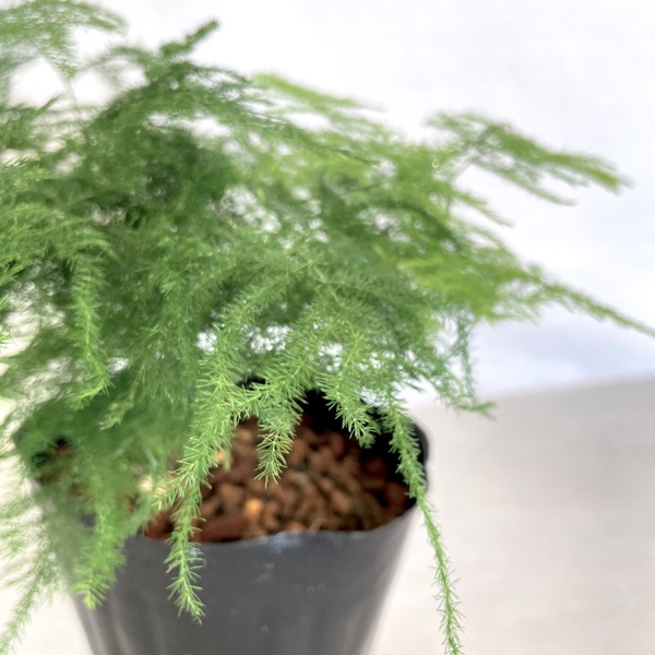 小型観葉 アスパラガス プルモーサス ナナス3 5号ビニールポット 南房総いいもの市場
