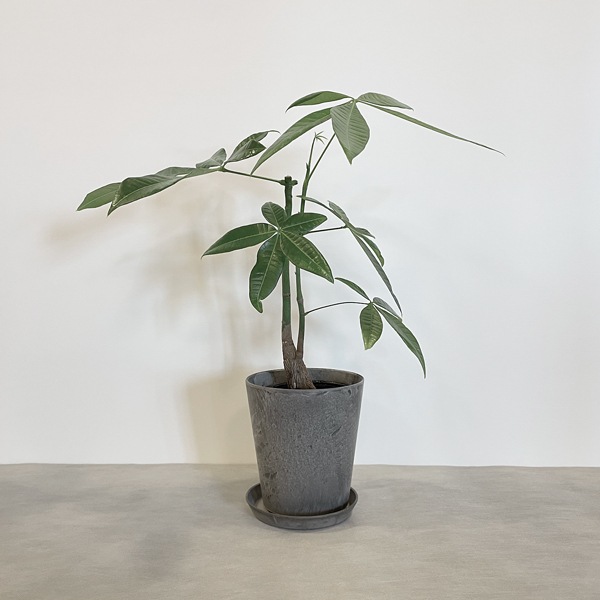 【小型観葉】パキラ S*Plants