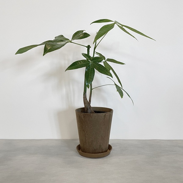 【小型観葉】パキラ S*Plants