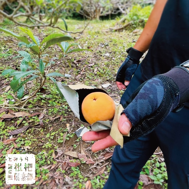 房州びわ(露地)2L《LIVE視聴者限定特典あり》