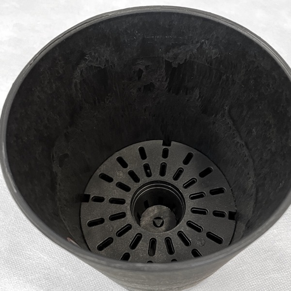 【小型観葉】ペペロミア・セルペンスグリーン S*Plants