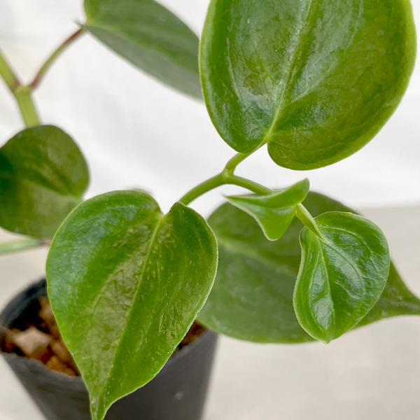 【小型観葉】ペペロミア・セルペンスグリーン S*Plants