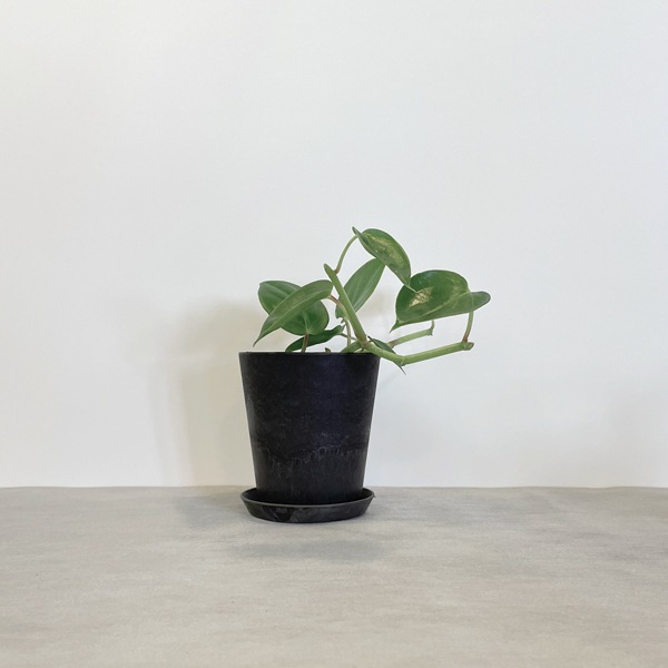 【小型観葉】ペペロミア・セルペンスグリーン S*Plants