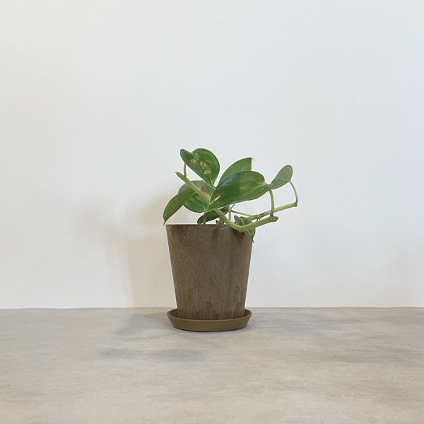 【小型観葉】ペペロミア・セルペンスグリーン S*Plants