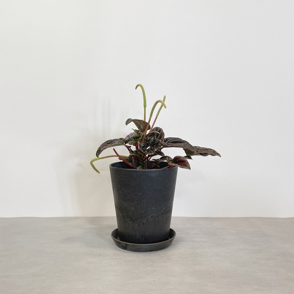 【小型観葉】ペペロミア・レッドルナ S*Plants