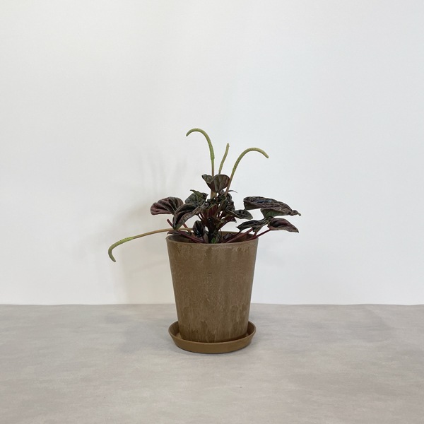 【小型観葉】ペペロミア・レッドルナ S*Plants