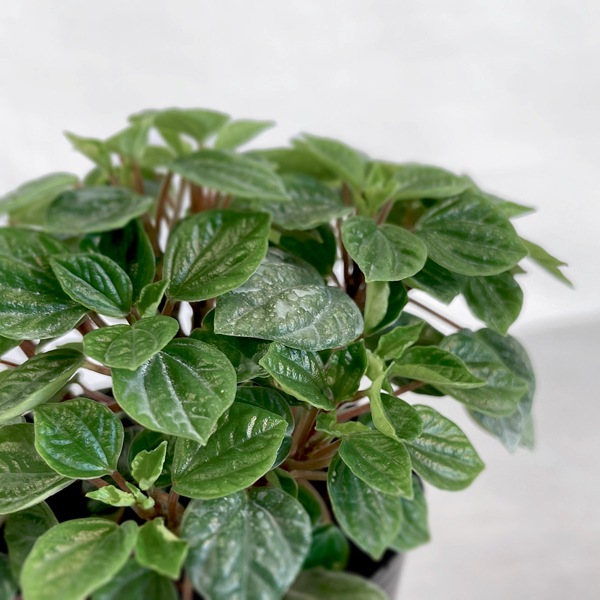 小型観葉 ペペロミア グリーンバレー S Plants 南房総いいもの市場
