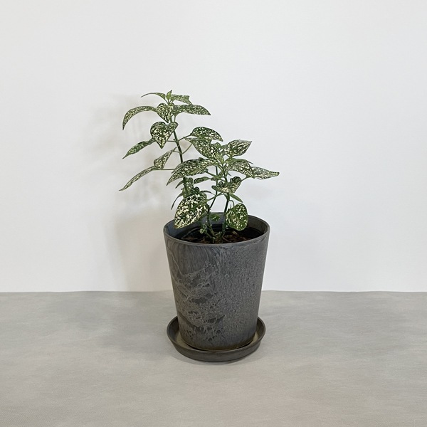 【小型観葉】ヒポエステス・ホワイト S*Plants