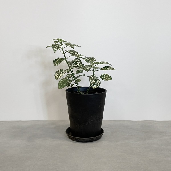 【小型観葉】ヒポエステス・ホワイト S*Plants