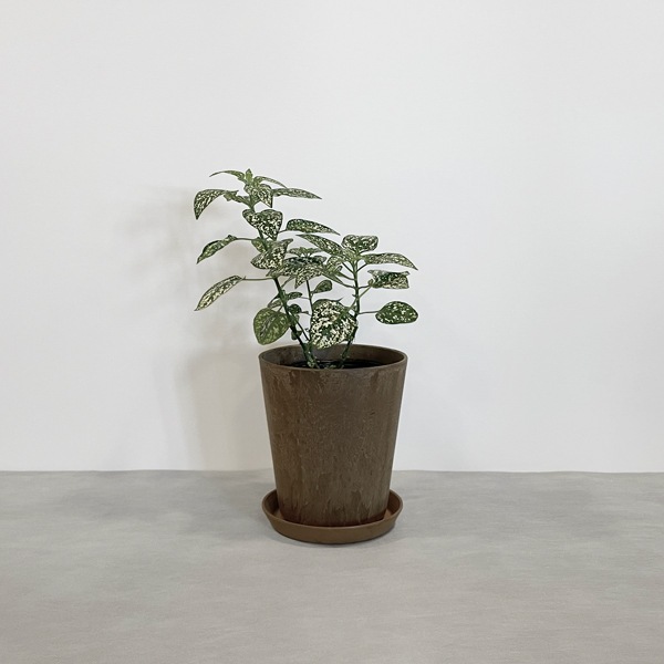 【小型観葉】ヒポエステス・ホワイト S*Plants