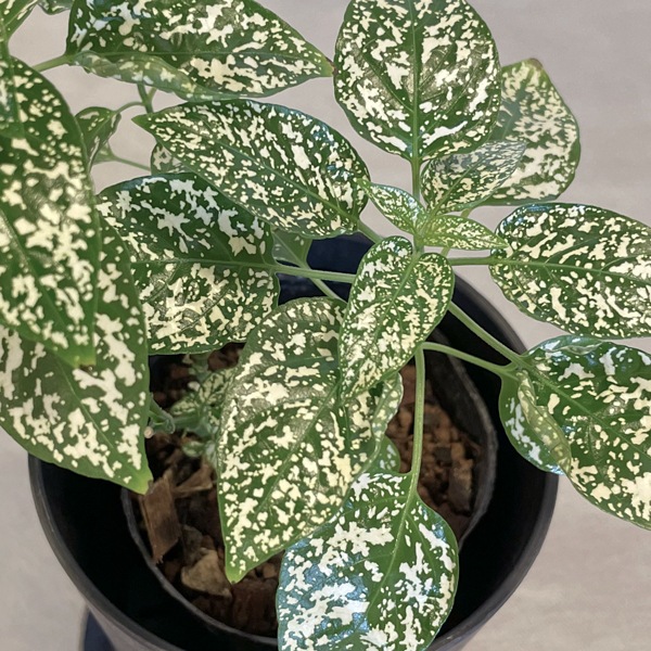 小型観葉 ヒポエステス ホワイト S Plants 南房総いいもの市場