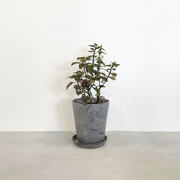 【小型観葉】ヒポエステス・ピンク S*Plants