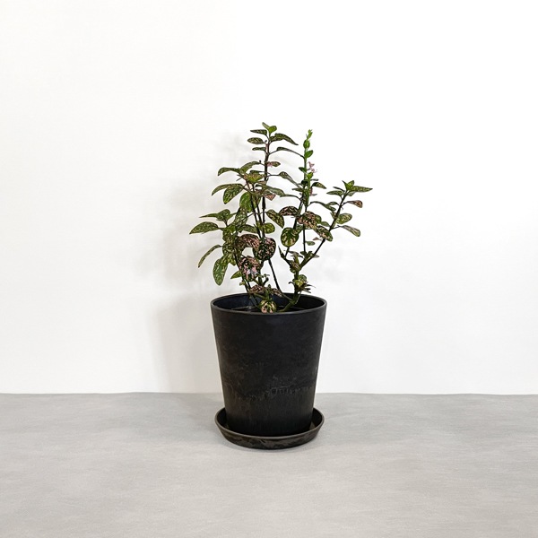 小型観葉 ヒポエステス ピンク S Plants 南房総いいもの市場