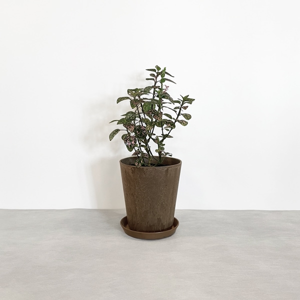 【小型観葉】ヒポエステス・ピンク S*Plants