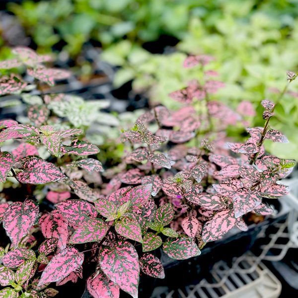 小型観葉 ヒポエステス ピンク S Plants 南房総いいもの市場