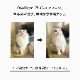 OneNyan ɥ饤ס ǭ 200mlON-CAT