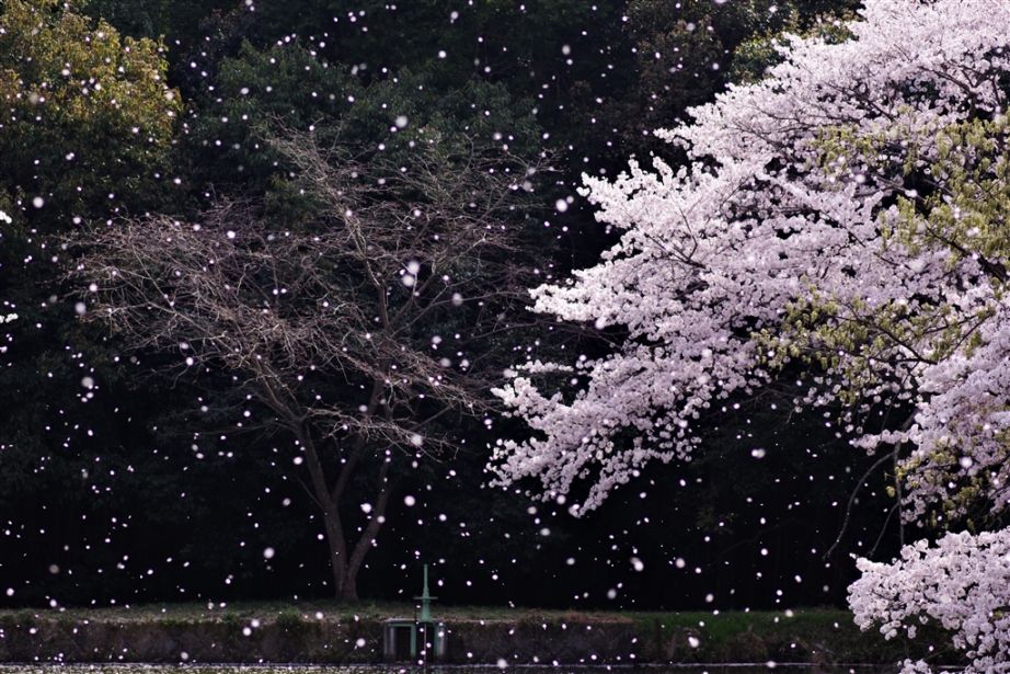 春ブレンド「花痕」500g